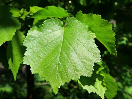 lieska turecká (Corylus colurna) - vrchná strana