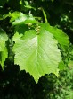 lieska turecká (Corylus colurna) - vrchná strana