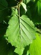 lieska turecká (Corylus colurna) - spodná strana