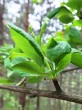 dráč obyčajný - zväzok listov vyrastajúcich na brachyblaste