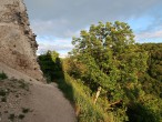 jaseň manový - pod hradným múrom Hradu Uhrovec (6/2021)