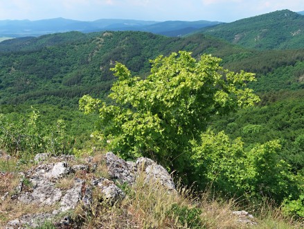 lipa malolistá - pod vrcholom Bradla, 560 m. n. m. NPR Bradlo (6/201)