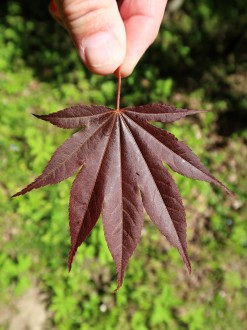 javor dlaňolistý - vrchná strana (f. Atropurpureum)