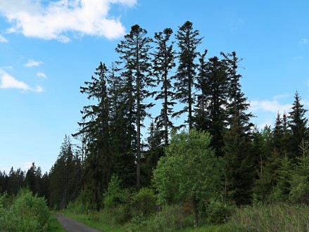 jedľa biela - skupina jedlí s typickým bocianím hniezdom (predhorie Vysokých Tatier, cca 1 020 m n. m.)