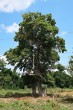 javor poľný - ako mohutný strom (NPR Šúr, 7/2021)