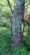 breza karpatská - borka