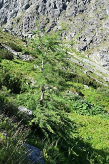 smrekovec opadavý - Vysoké Tatry, Nefcerka, cca 1 790 m n. m. (7/2021)