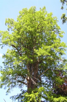 metasekvoja čínska - Park Topoľčianky (6/2006)