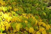 pagaštan malokvetý - ozdobný na jeseň do žlta sfarbenými listami