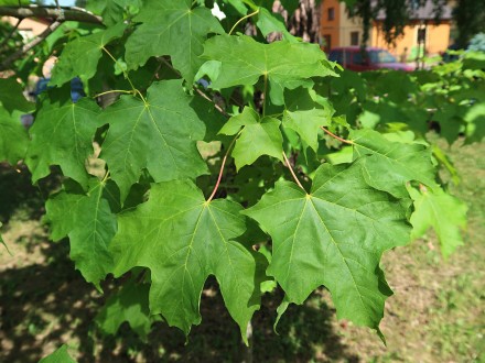 javor cukrodarný - vetvička s listami