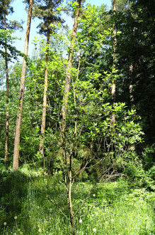 škumpa vlasatá - Hrádocké arborétum