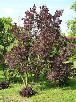 škumpa vlasatá (Royal Purple)