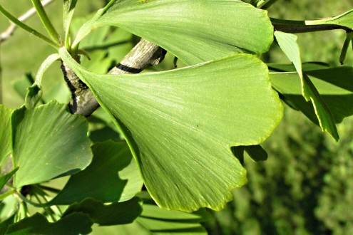 ginko dvojlaločné - list