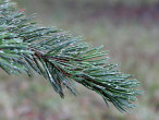 borovica ostitá (Pinus aristata) - ozdobná ihlicami