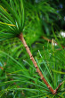 dáždnikovec praslenatý - vetvička s listami (foto: Kristián Chalupka)
