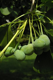 ginko dvojlaločné - semenná (zelená) kôstkovica