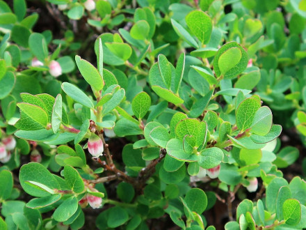 brusnica barinná (Vaccinium uliginosum)