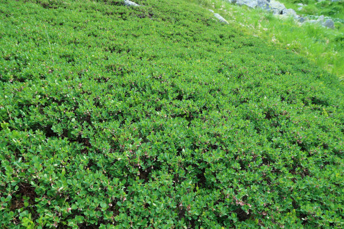 brusnica barinná (Vaccinium uliginosum) - porast brusnice barinnej (Vysoké Tatry)