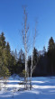 breza biela - rašelinisko