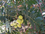 jarabina oskorušová (Sorbus domestica) - guľovitá malvica