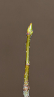 jarabina oskorušová (Sorbus domestica)