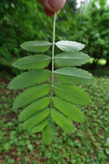 jarabina oskorušová (Sorbus domestica) - spodná strana