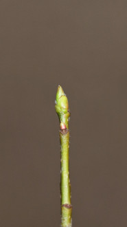 jarabina oskorušová (Sorbus domestica)