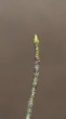 jarabina oskorušová (Sorbus domestica) - krúžkované brachyblasty