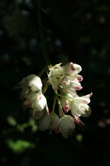 klokoč perovitý - ozdobný kvetmi