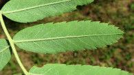 jarabina oskorušová (Sorbus domestica) - spodná strana