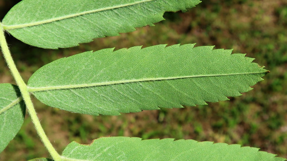jarabina oskorušová (Sorbus domestica) - spodná strana