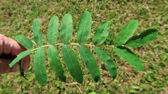 jarabina oskorušová (Sorbus domestica)