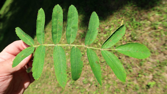 jarabina oskorušová (Sorbus domestica)