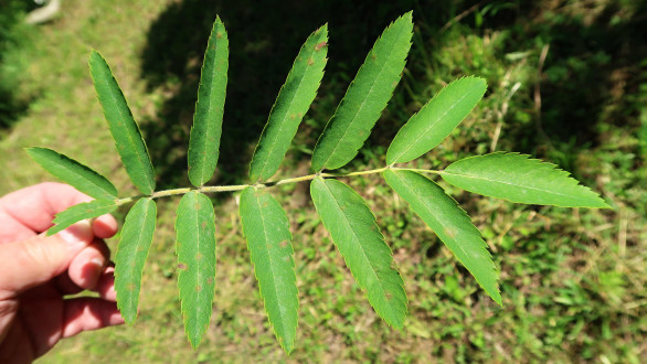 jarabina oskorušová (Sorbus domestica)