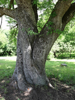 jarabina oskorušová (Sorbus domestica) - borka