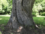 jarabina oskorušová (Sorbus domestica) - spodná časť kmeňa - borka (Zicháčkova oskoruša)