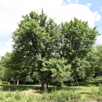 jarabina oskorušová (Sorbus domestica) - Zicháčkova oskoruša (6/2022)