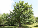 jarabina oskorušová (Sorbus domestica) - Zicháčkova oskoruša (6/2022)