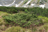 borievka alpínska - Temnosmrečinská dolina (1 700 m n. m.)