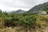 borievka alpínska - Temnosmrečinská dolina (1 700 m n. m.)