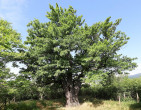 jarabina oskorušová (Sorbus domestica) - Modranská oskoruša (7/2022)
