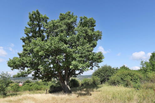 jarabina oskorušová (Sorbus domestica) - Modranská oskoruša č. 2