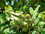 jarabina oskorušová (Sorbus domestica) - nezrelé plody (Modranská oskoruša))