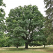 dub zimný (Quercus petraea) - park Hradu Červený Kameň (7/2022)