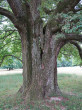 dub zimný (Quercus petraea) - borka