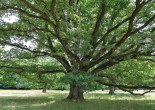 dub zimný (Quercus petraea) - výstavba koruny