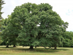 dub zimný (Quercus petraea) - ako hodnotná parková drevina (Hrad Červený Kameň)