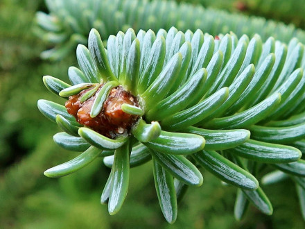 jedľa španielska (Abies pinsapo)