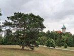 borovica čierna (Pinus nigra) - dekoratívna habitusom (Smolenický zámok)