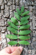 jarabina oskorušová (Sorbus domestica) - vrchná strana